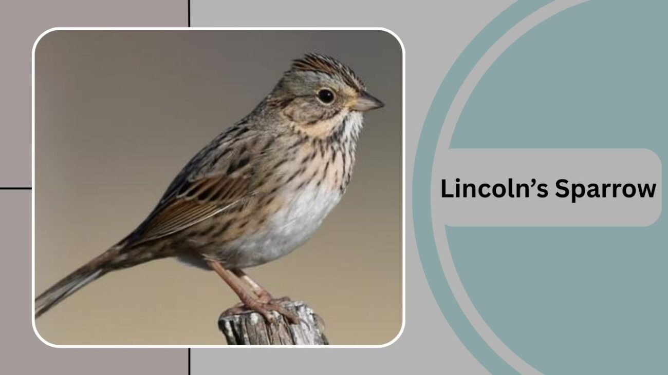 Lincoln’s Sparrow