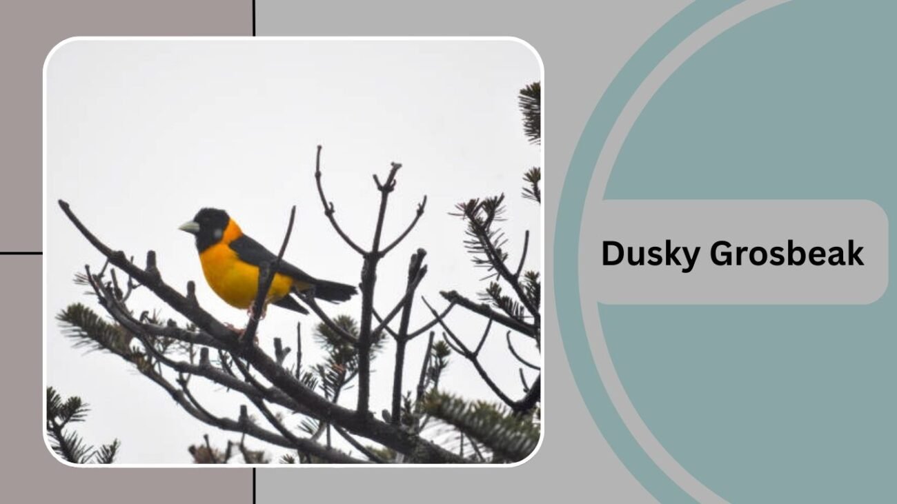  Dusky Grosbeak
