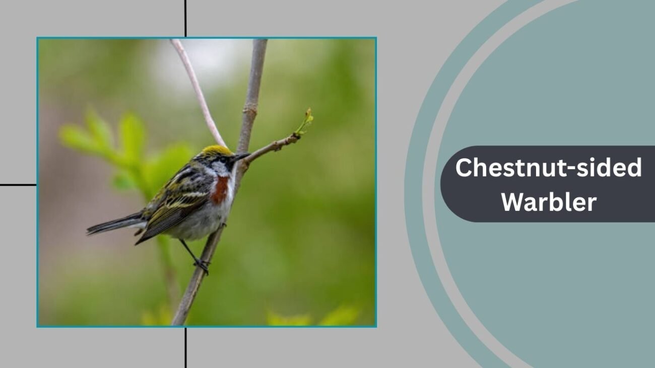 Chestnut-sided Warbler