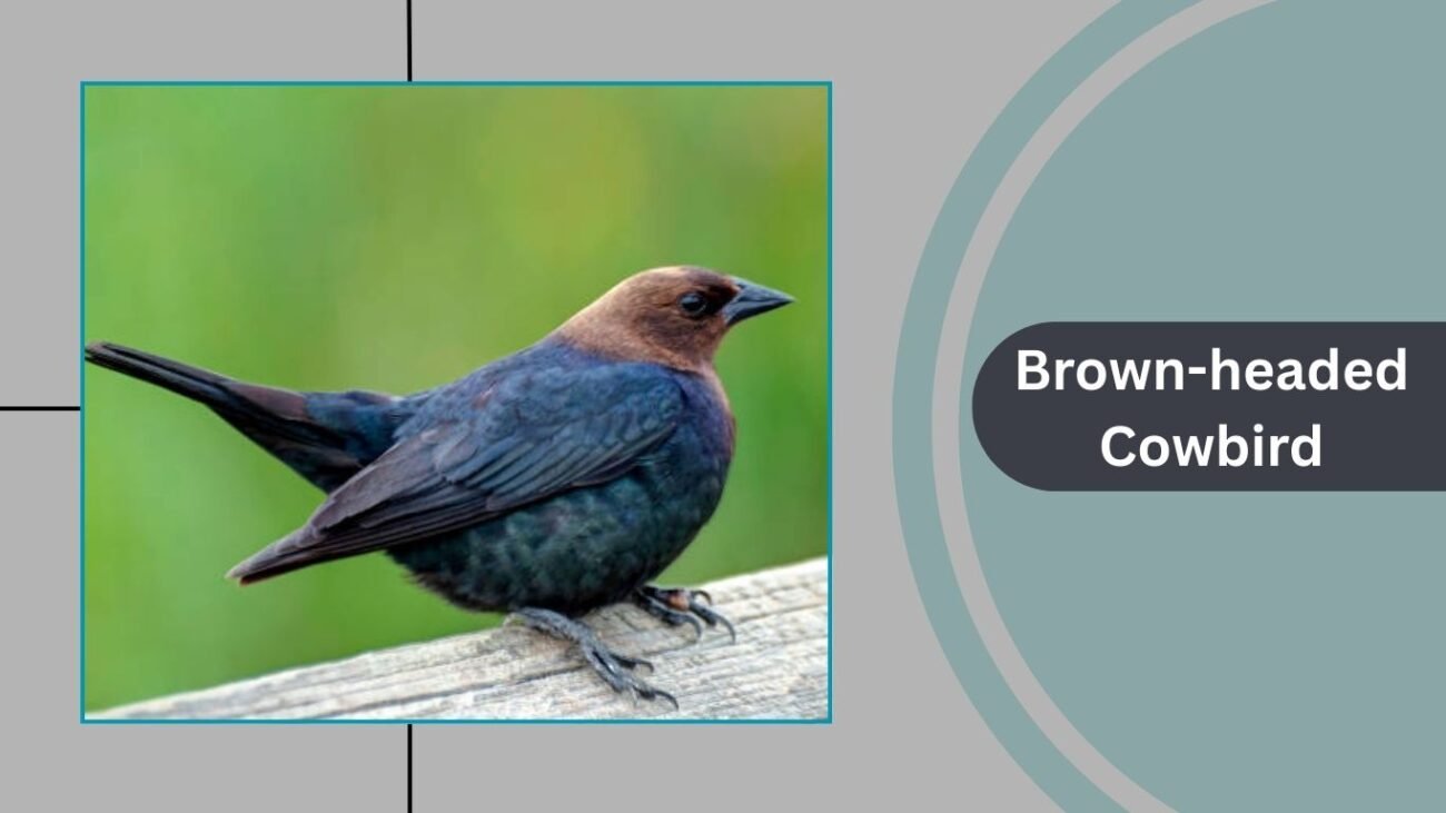 Brown-headed Cowbird