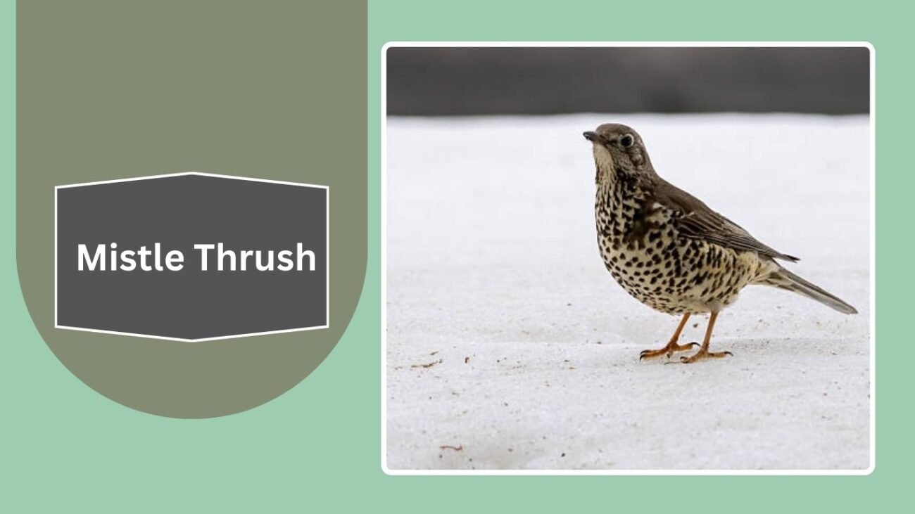 Mistle Thrush