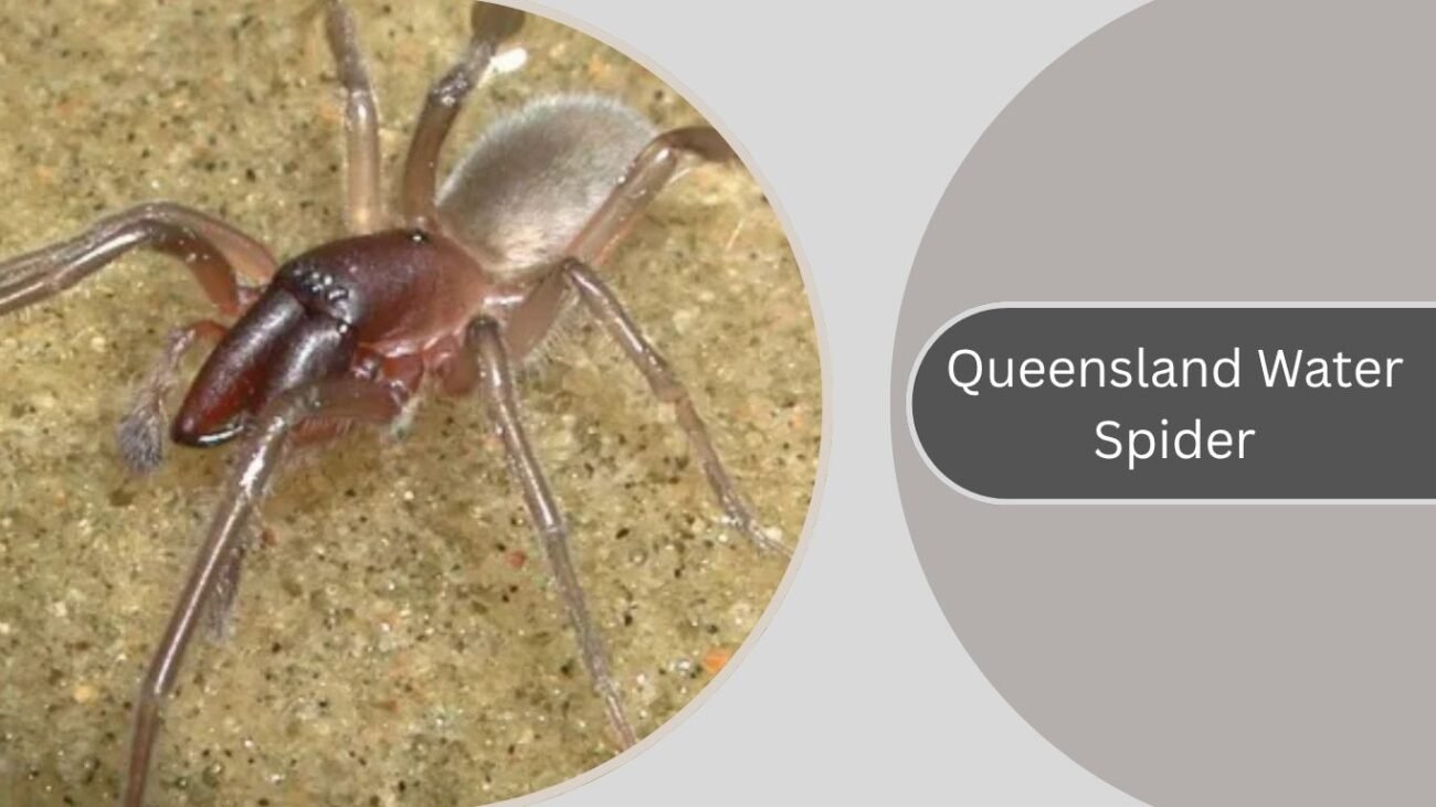Queensland Water Spider