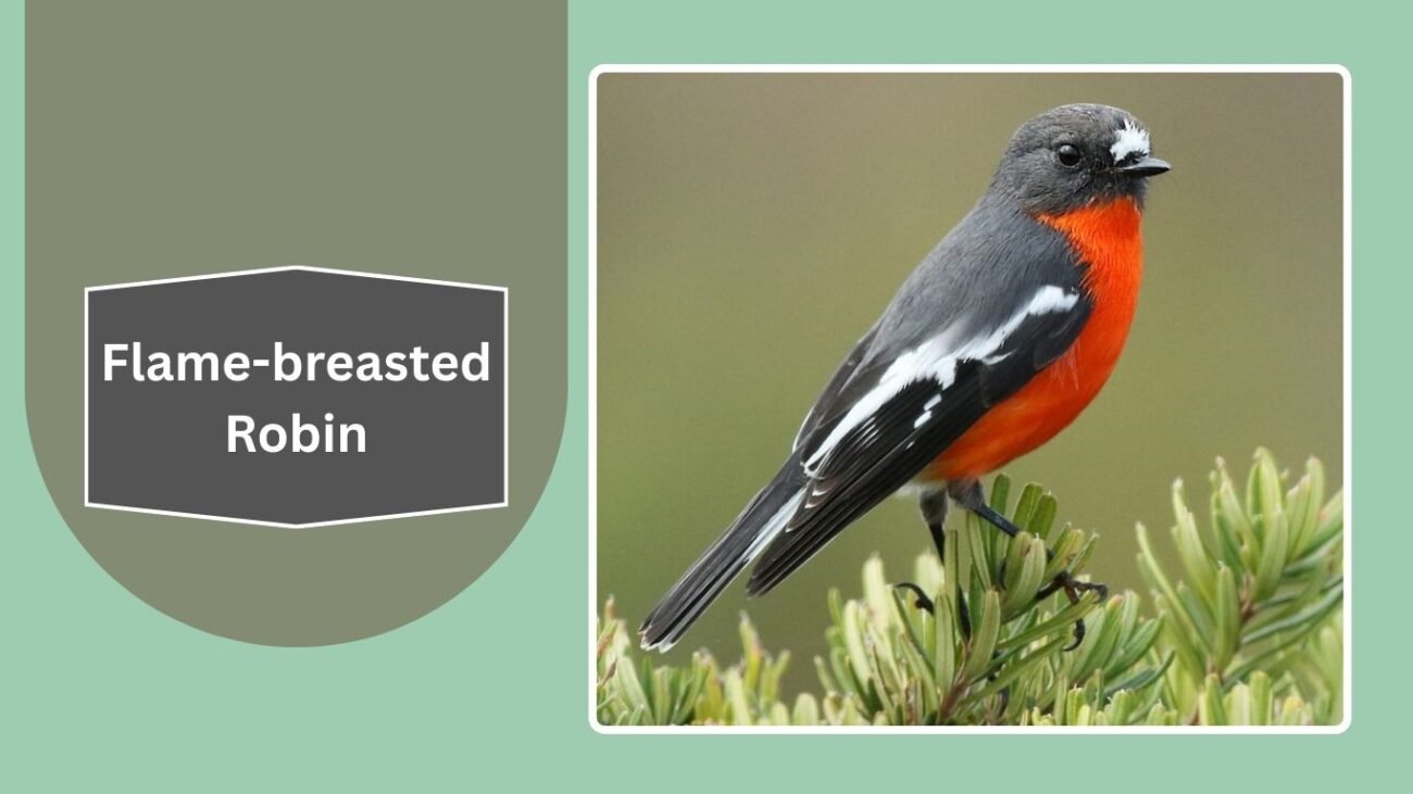 Flame-breasted Robin