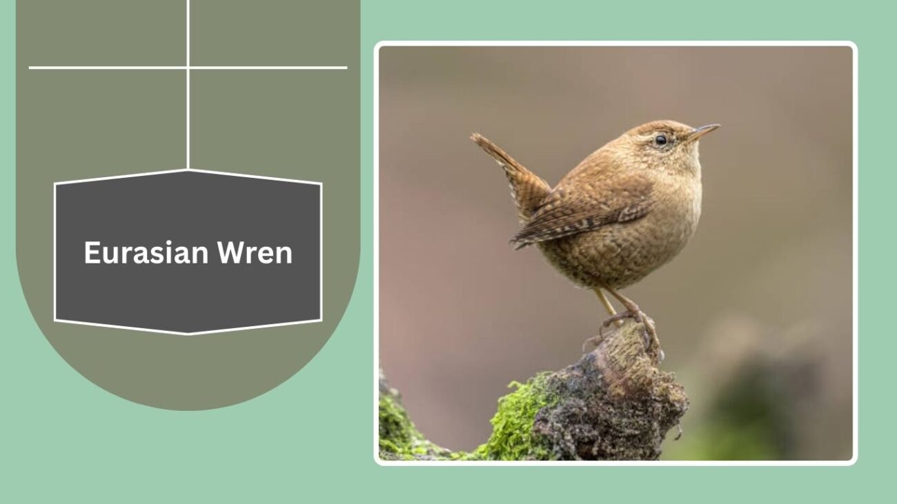 Eurasian Wren