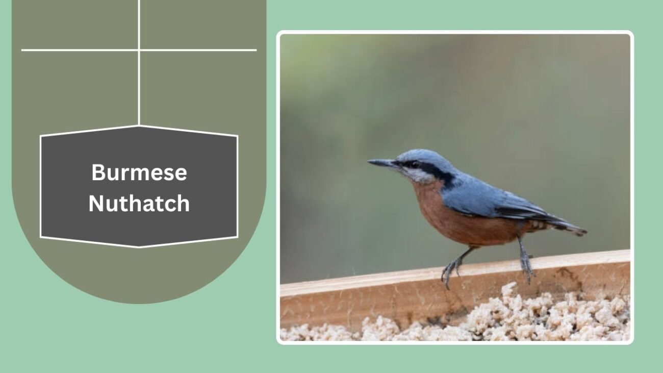 Burmese Nuthatch