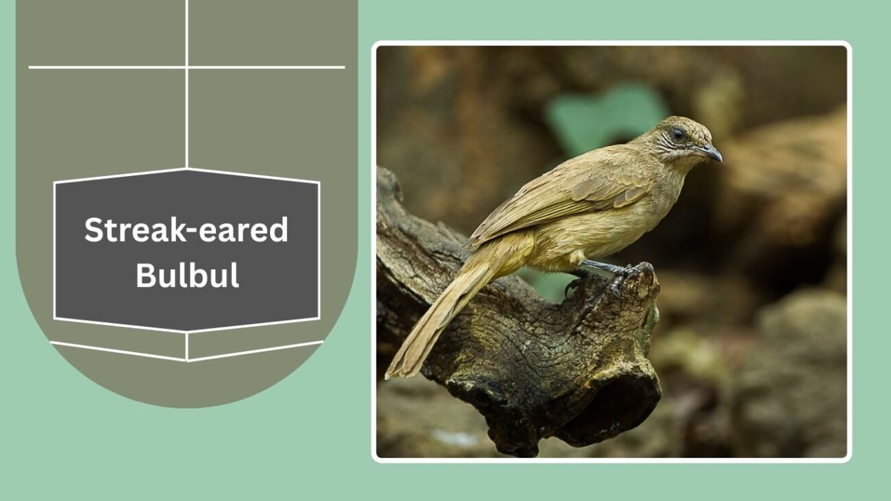 Streak-eared Bulbul