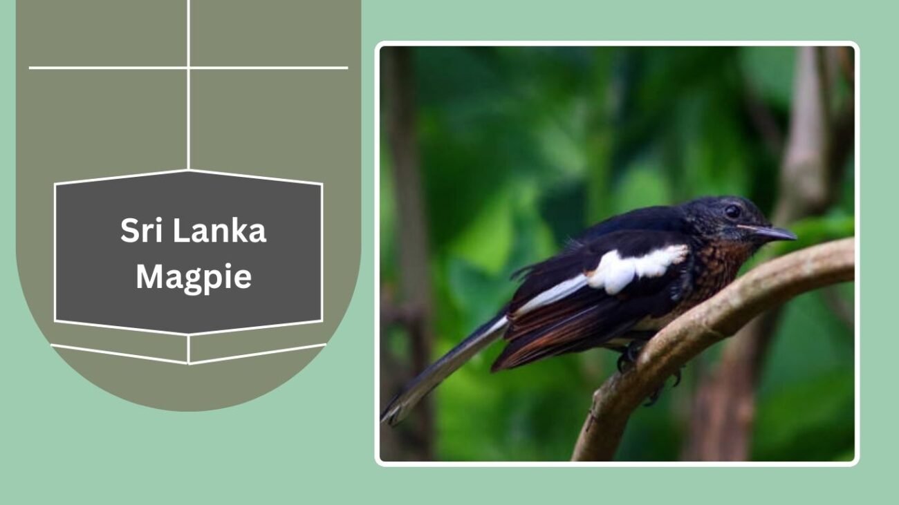 Sri Lanka Magpie