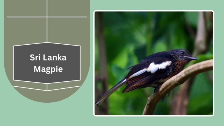 Magpie Variants 15 Types of Magpies: Identification With Pictures