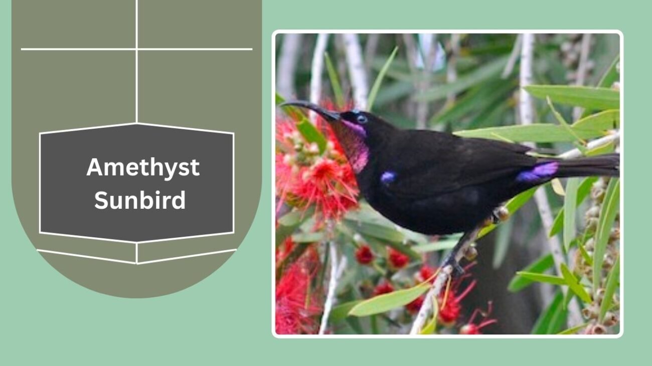 Amethyst Sunbird