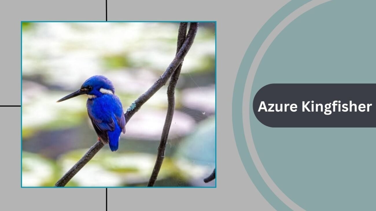 Azure Kingfisher