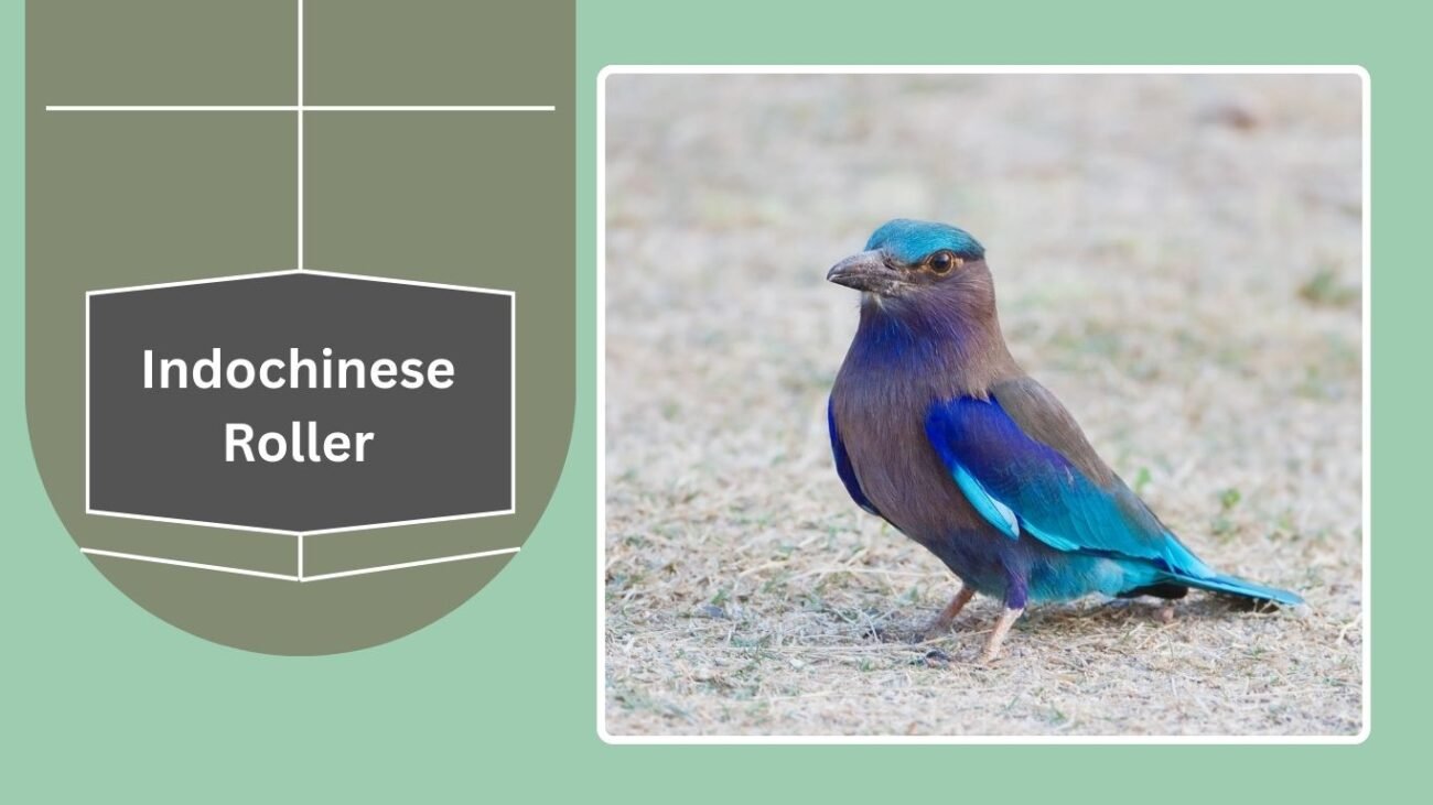 Indochinese Roller