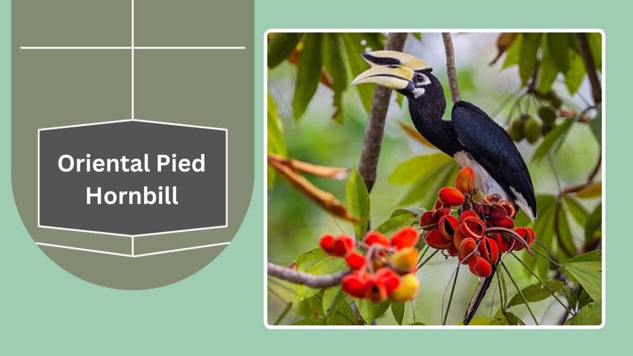 Oriental Pied Hornbill