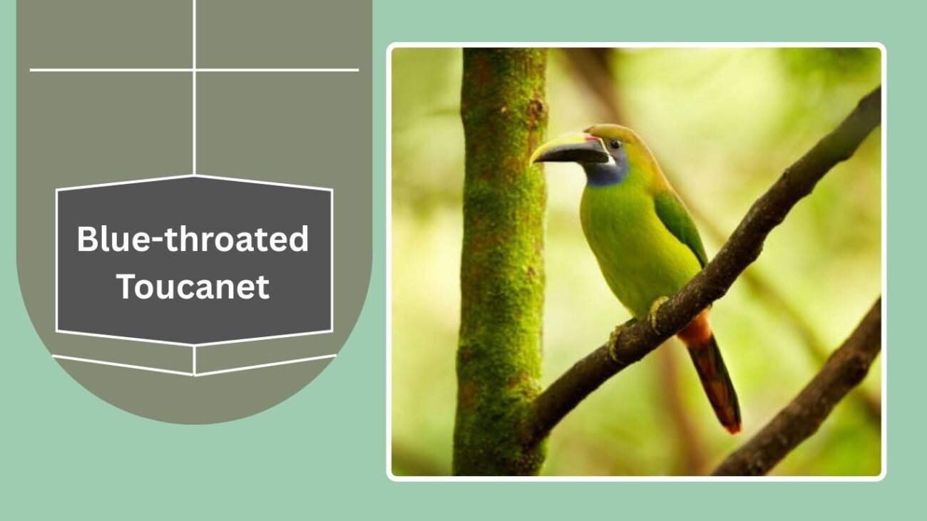 Blue-throated Toucanet