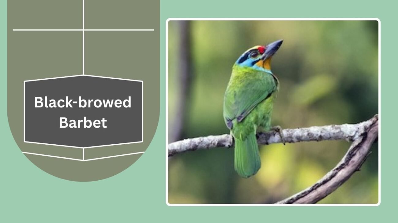 Black-browed Barbet