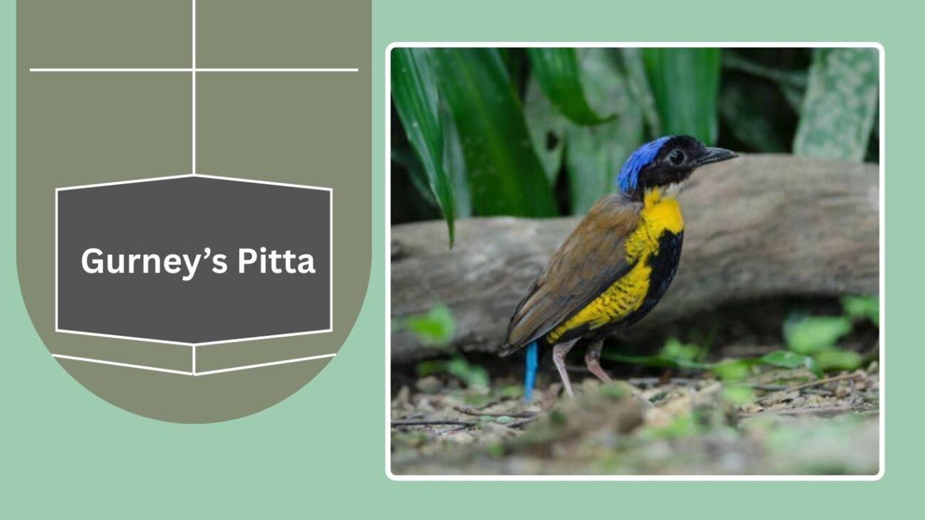 Gurney’s Pitta