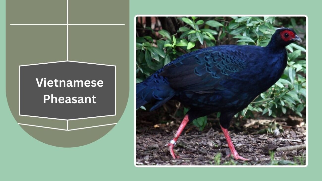 Vietnamese Pheasant