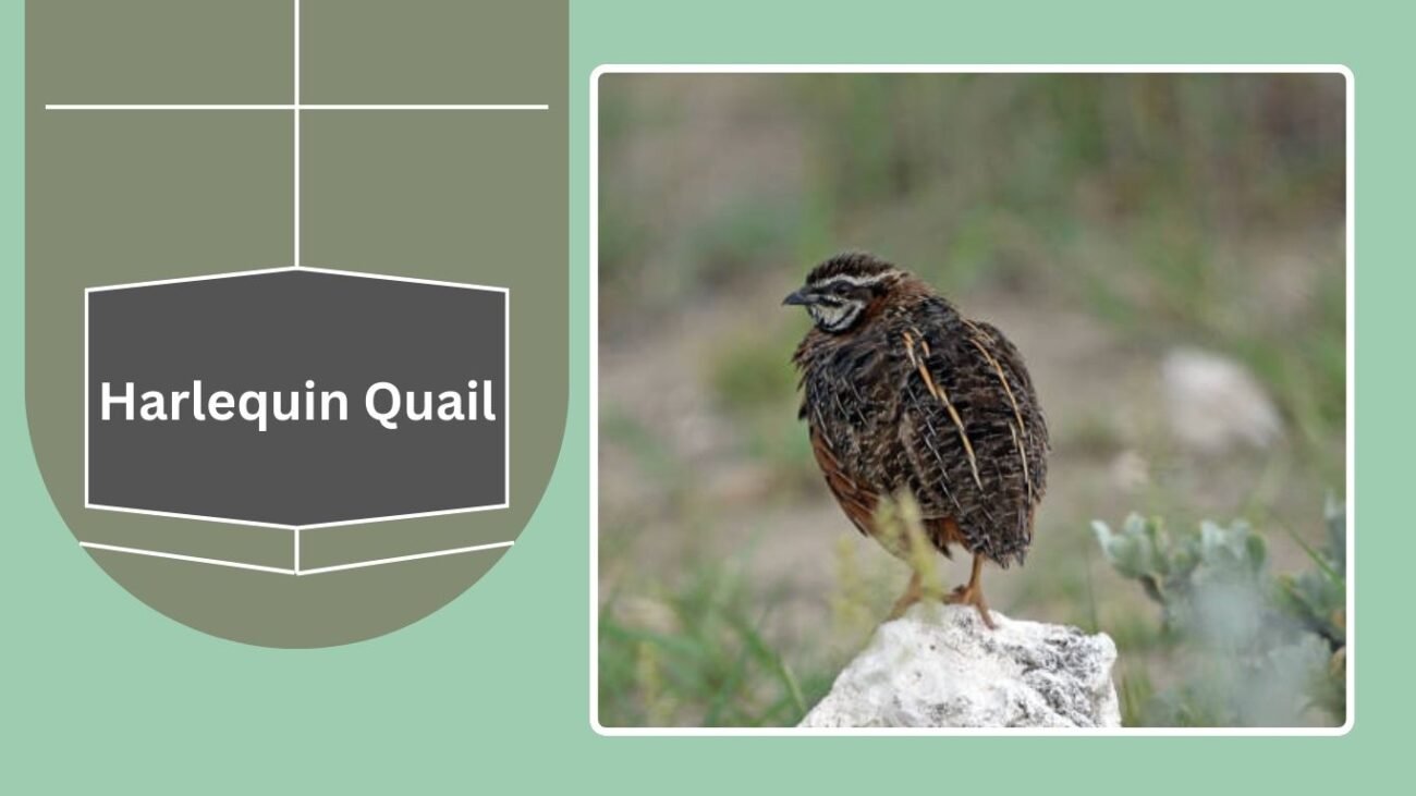  Harlequin Quail