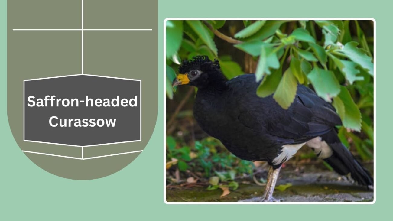 Saffron-headed Curassow