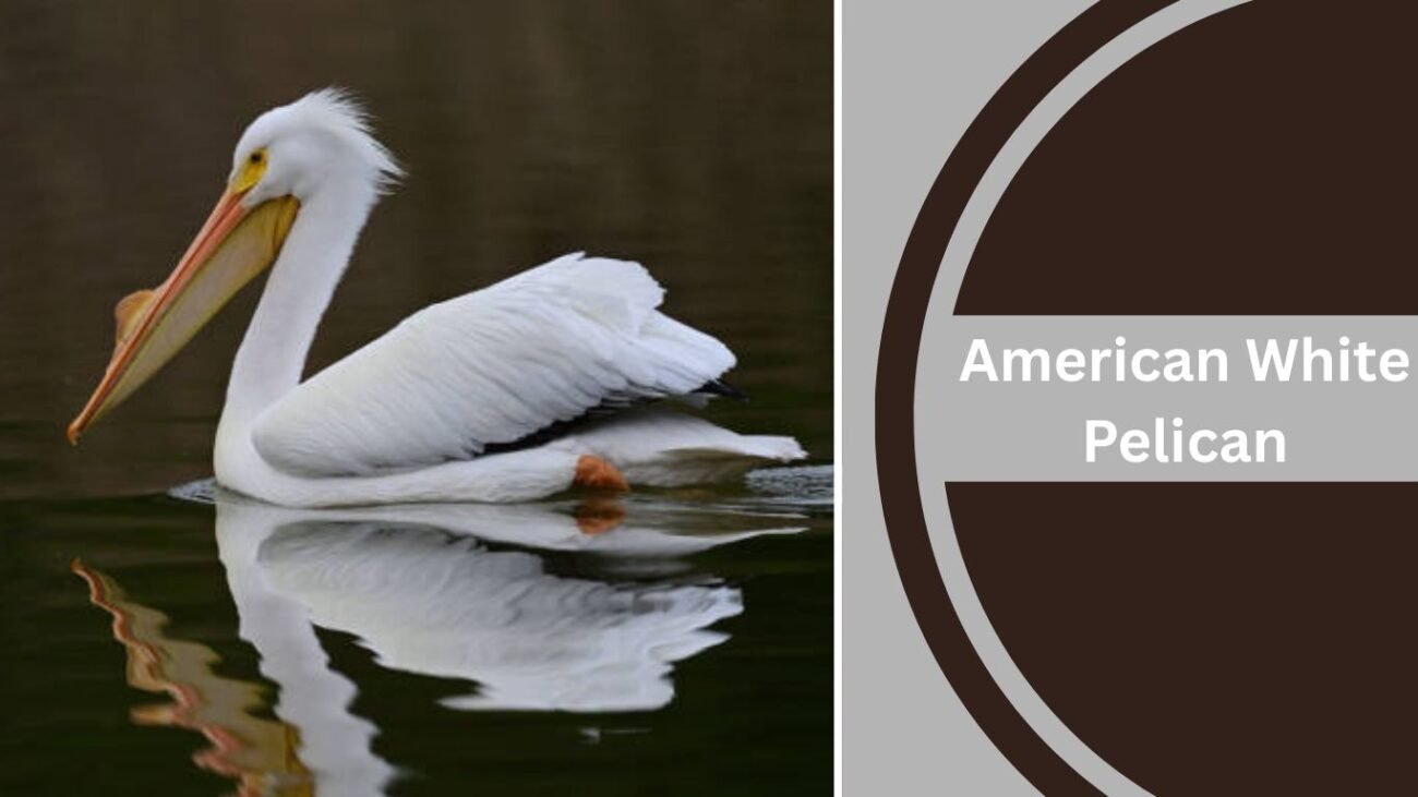 American White Pelican