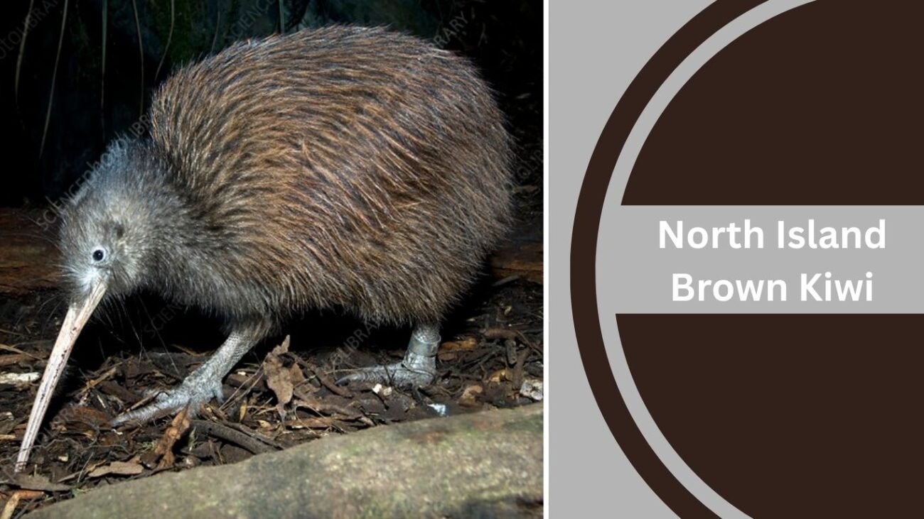 North Island Brown Kiwi