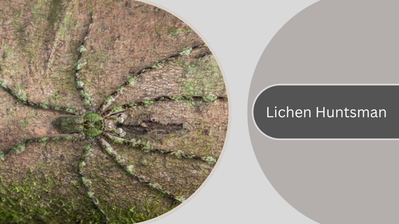 Lichen Huntsman