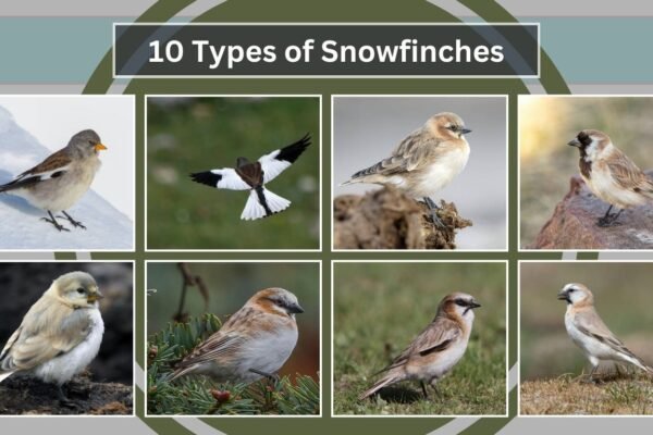 10 Types of Snowfinches