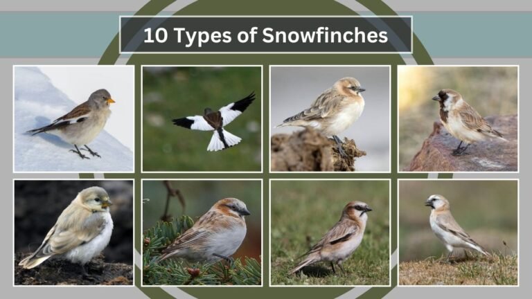 10 Types of Snowfinches