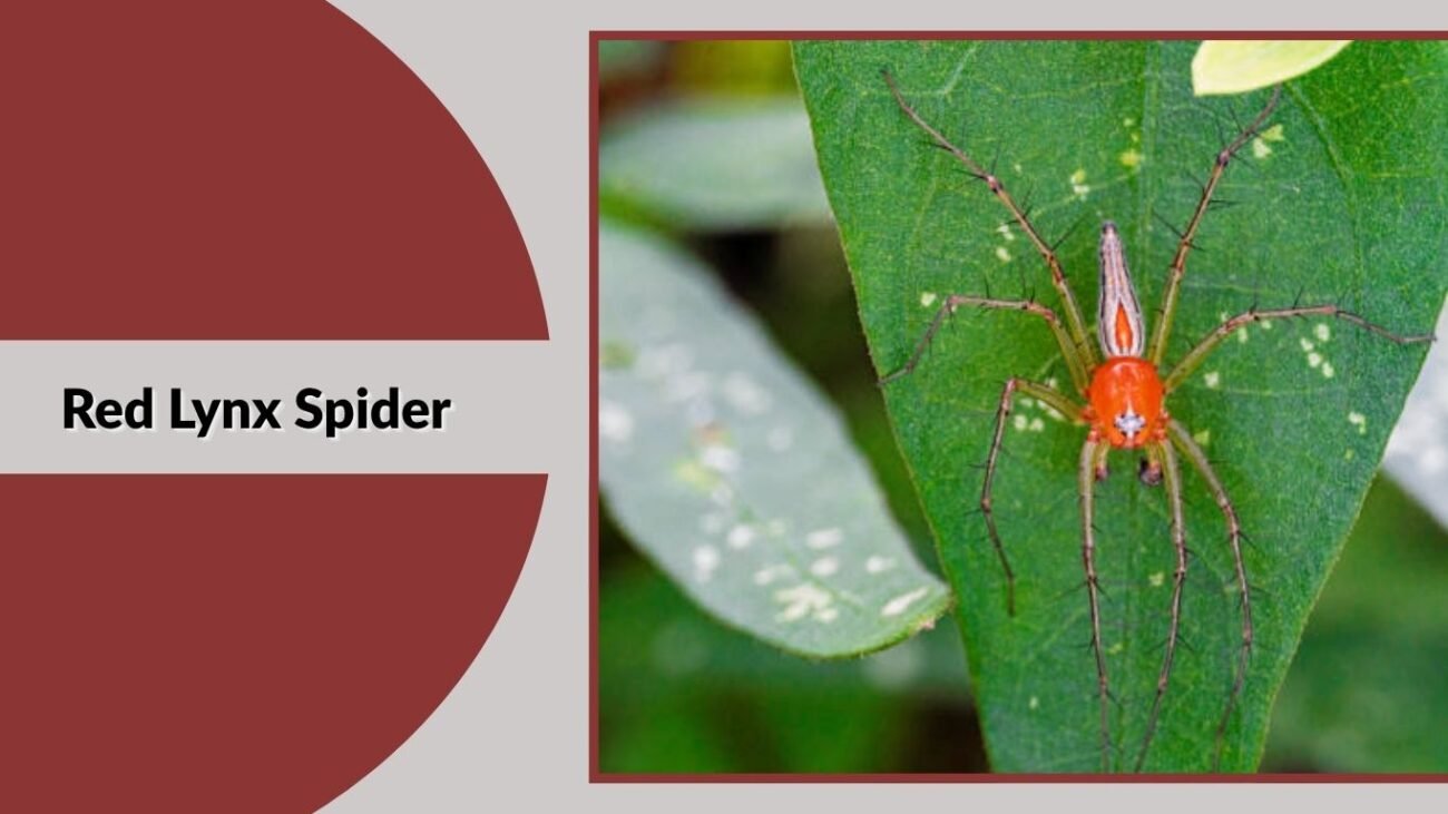 Red Lynx Spider