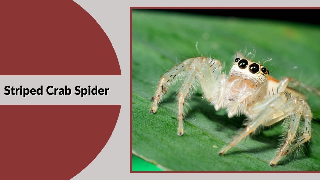 Striped Crab Spider