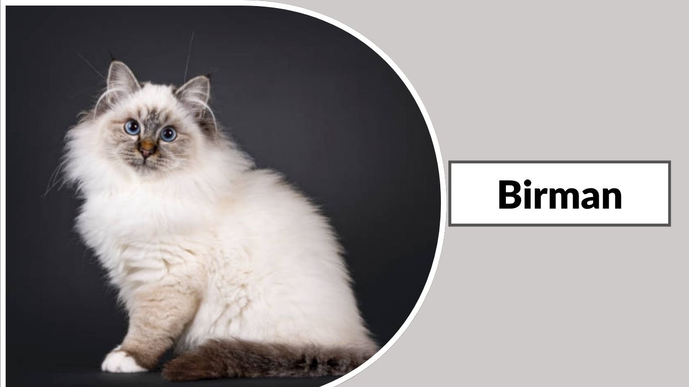 Image result for 51 Types Cats Breeds: Identification With Pictures