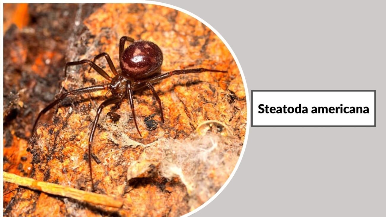 Steatoda americana