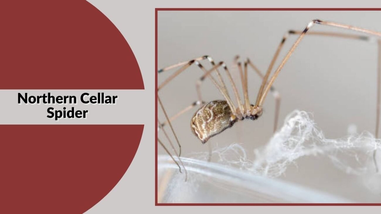 Northern Cellar Spider