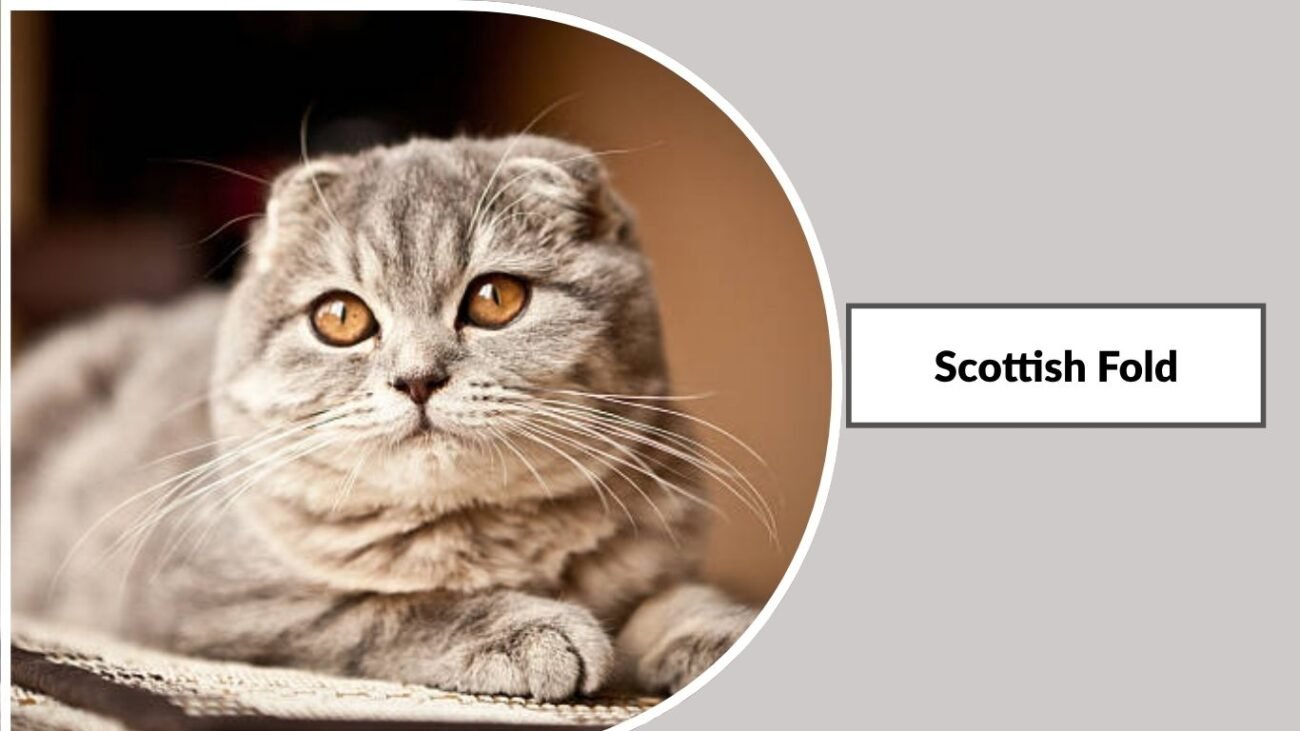 Scottish Fold