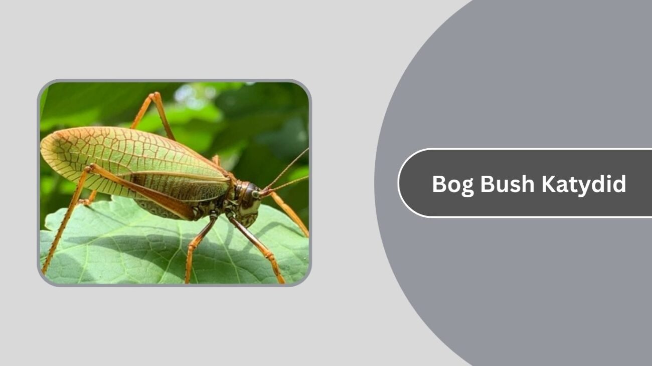 Bog Bush Katydid