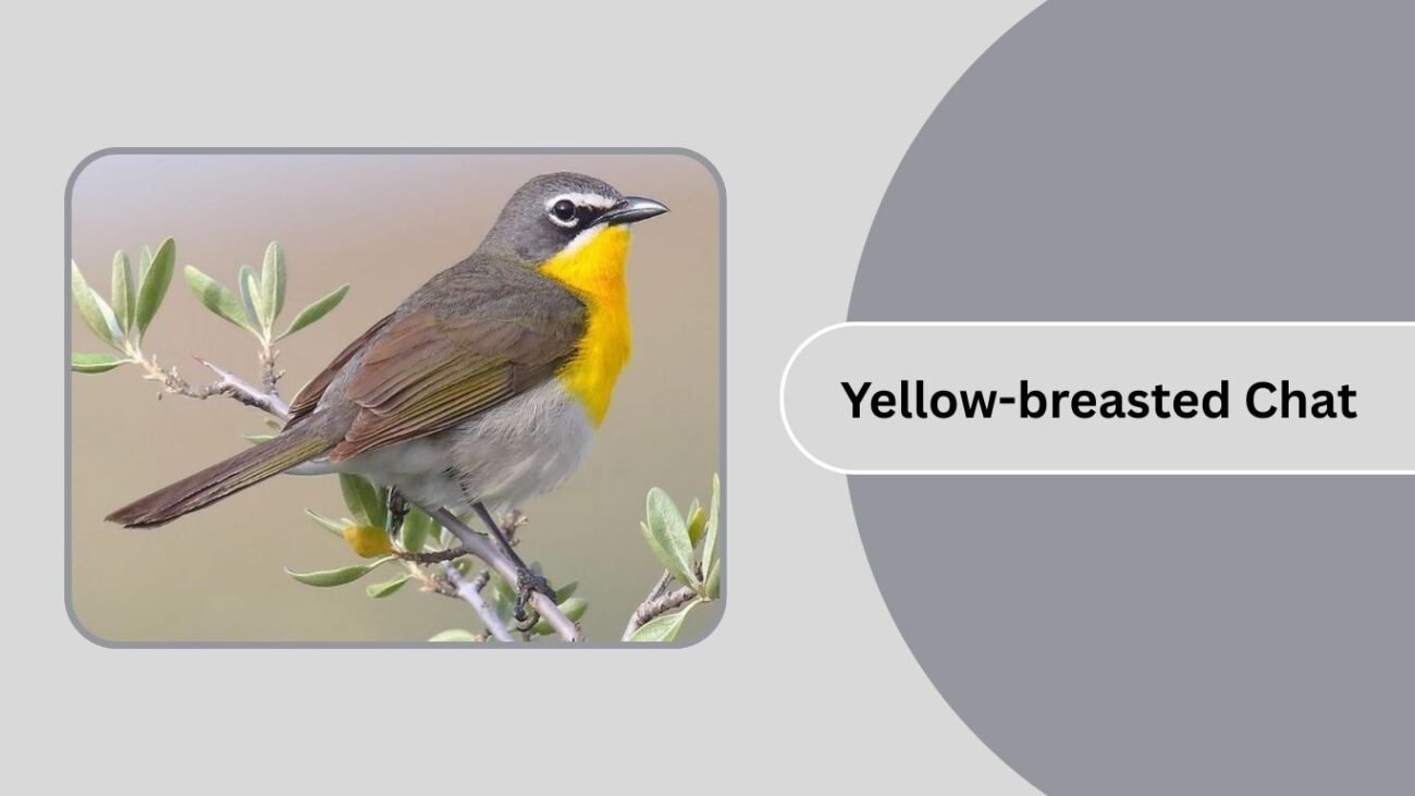 Yellow-breasted Chat