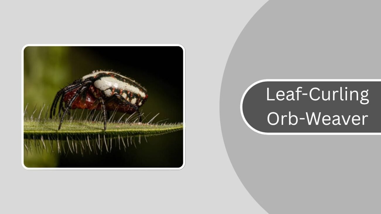 Leaf-Curling Orb-Weaver