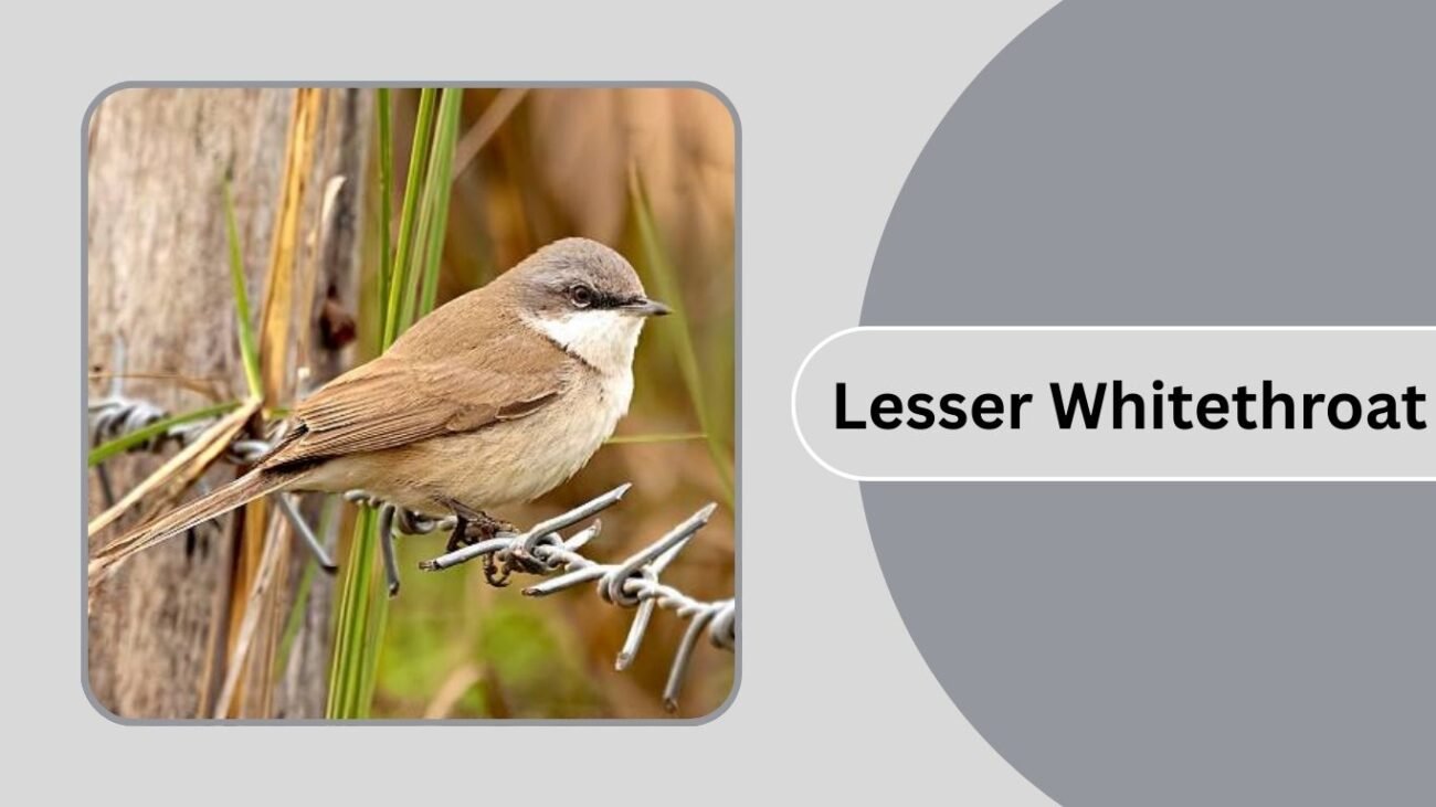 Lesser Whitethroat
