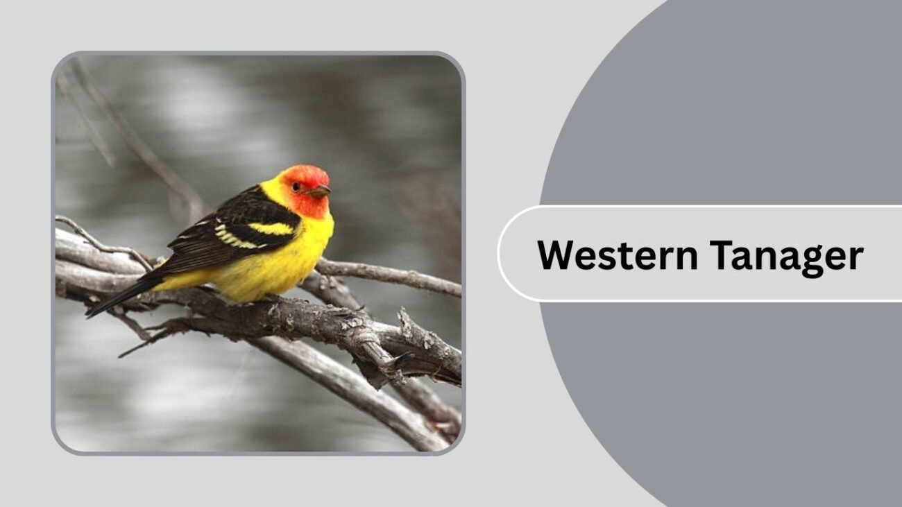 Western Tanager 