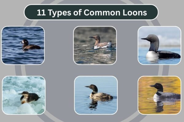 11 Types of Common Loons
