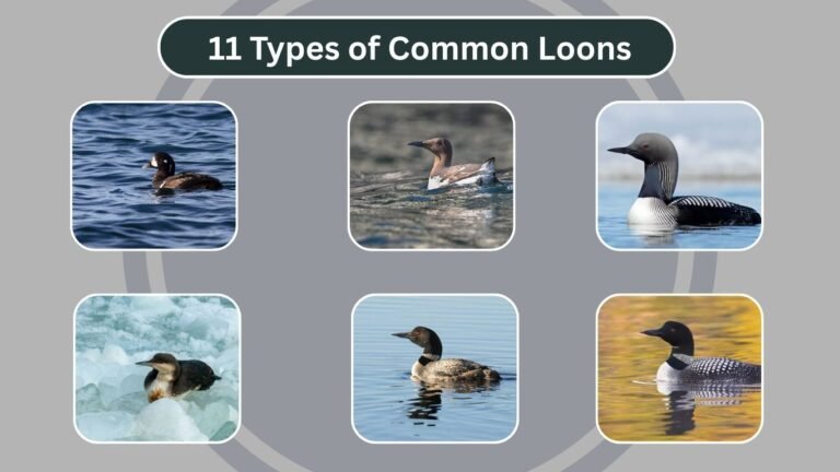 11 Types of Common Loons (Divers): Identification With Pictures 