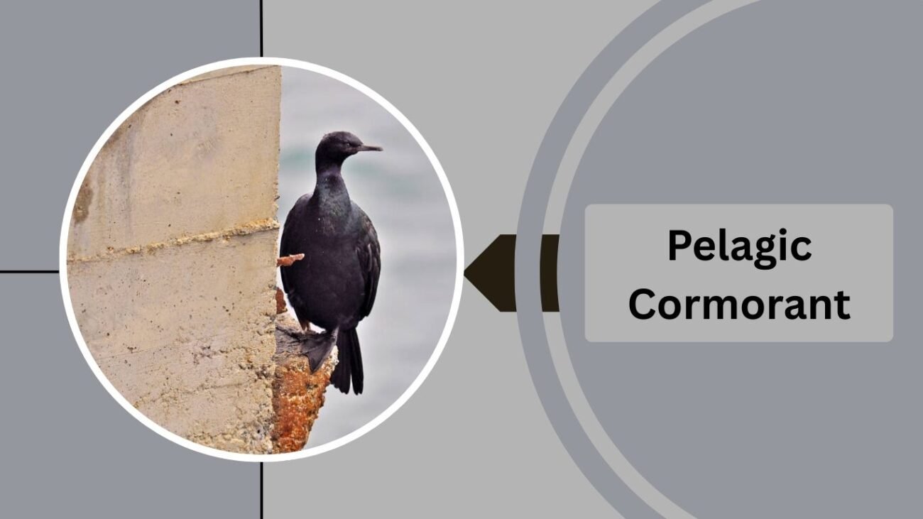 Pelagic Cormorant