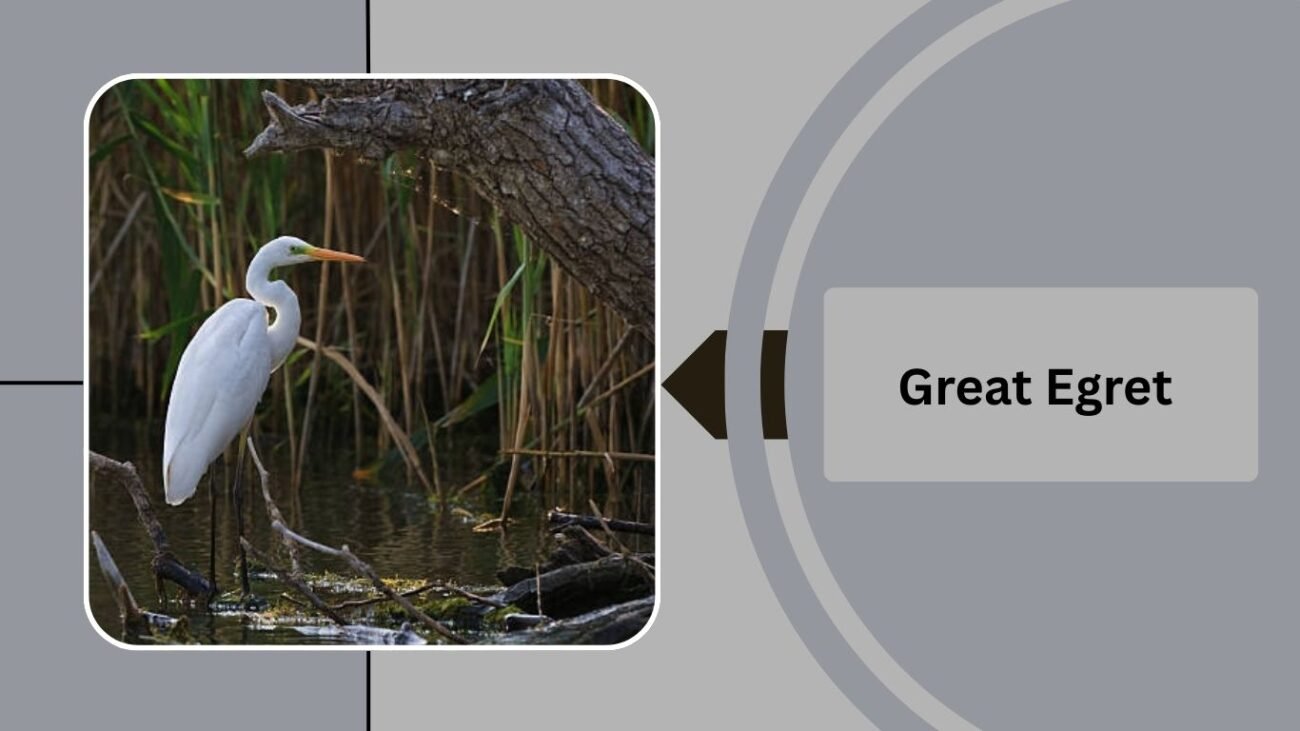  Great Egret