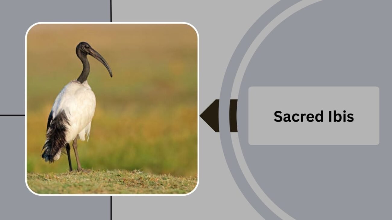  Sacred Ibis