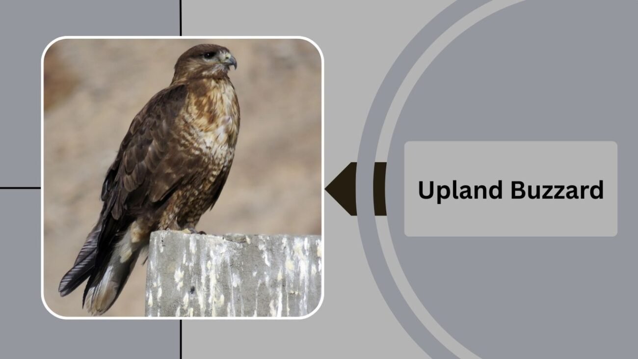 Upland Buzzard