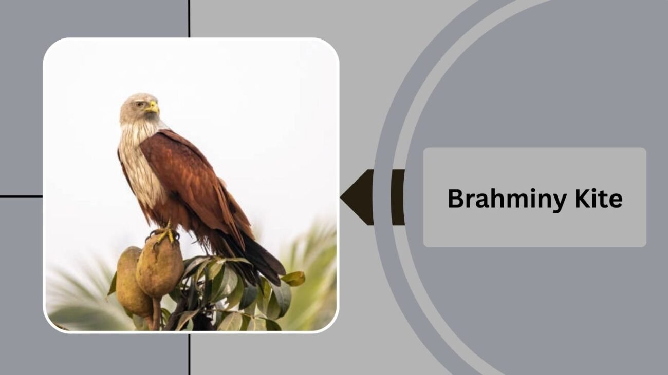 Brahminy Kite