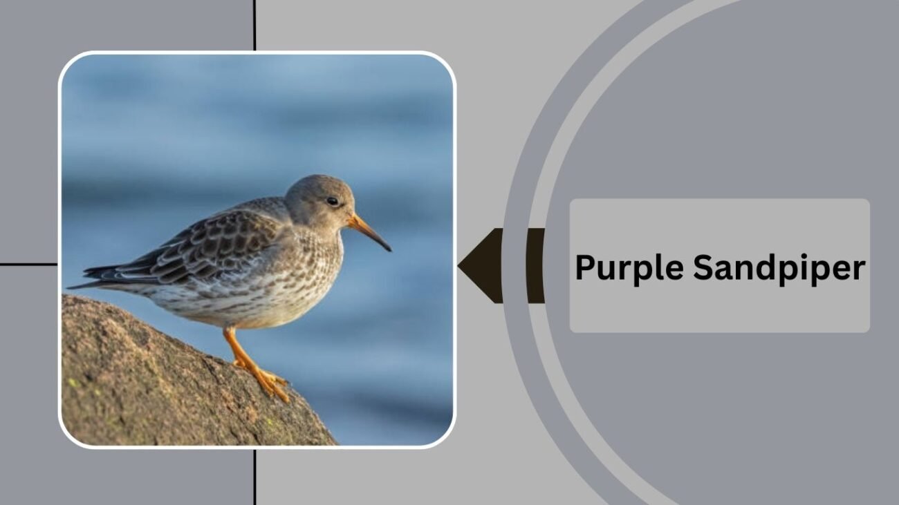 Purple Sandpiper