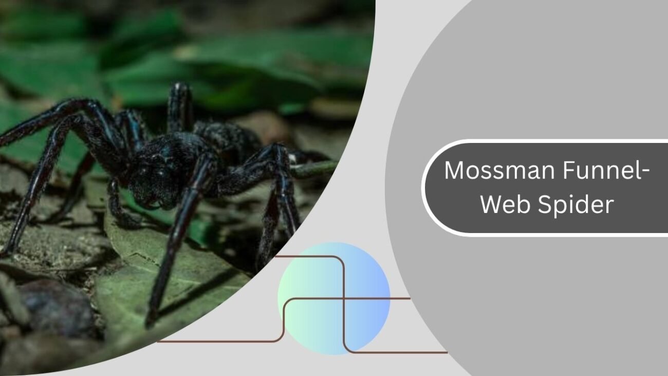 Mossman Funnel-Web Spider