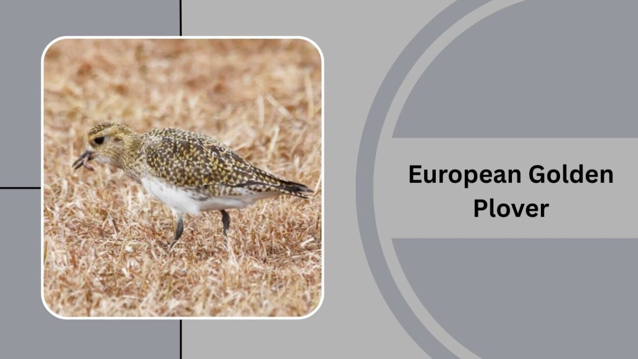 European Golden Plover