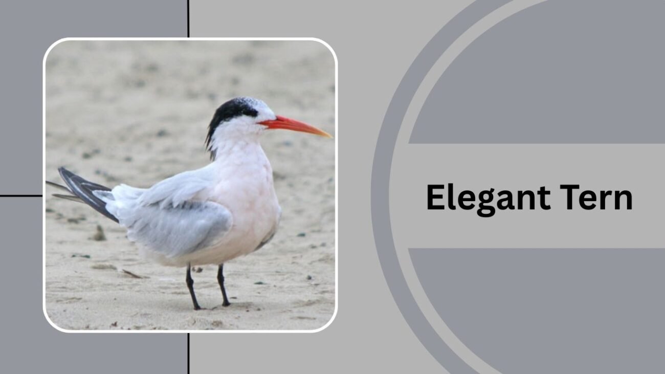 Elegant Tern