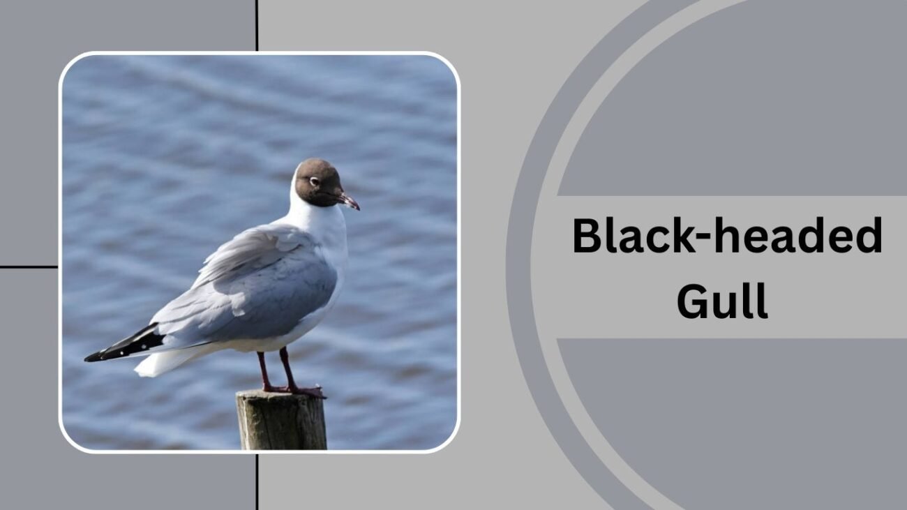 Black-headed Gull